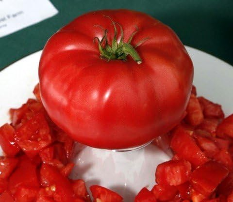 Rare Italian Tree Tomate 15 Semillas - ¡Crece 25 pies de alto!