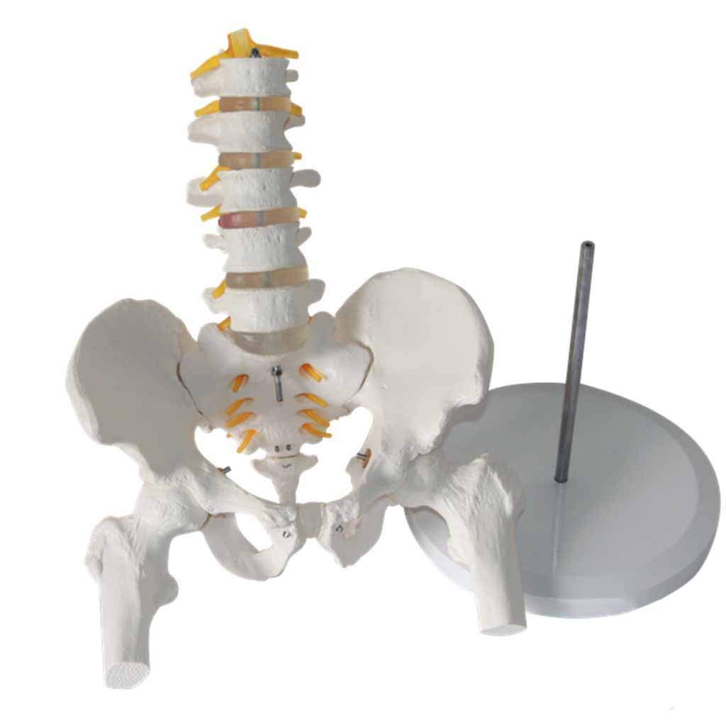 Model dydaktyczny, model anatomiczny miednicy człowieka - Model kręgosłupa lędźwiowego z kością nogi miednicy Model anatomii człowieka z pięciosegmentowym kręgosłupem lędźwiowym do pomocy w treningu m