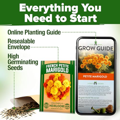 Image of HOME GROWN Petite French Marigold Seeds 329+ Flower Seeds for Planting Outdoors Non GMO Easy to Grow Companion Plant & Quick Blooming Pollinator Heirloom Wildflower Seed (Tagetes patula)