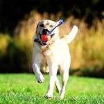 Chuckit! Ultra Tug Dog Toy, Medium Fetch and Dog Ball Tug Toy for Dogs 20-60 Pounds - Image 2