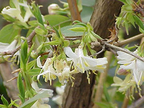 heckenkirsche lonicera nitida maigrün Heckenkirsche Maigrün - Lonicera nitida Maigruen main image 0
