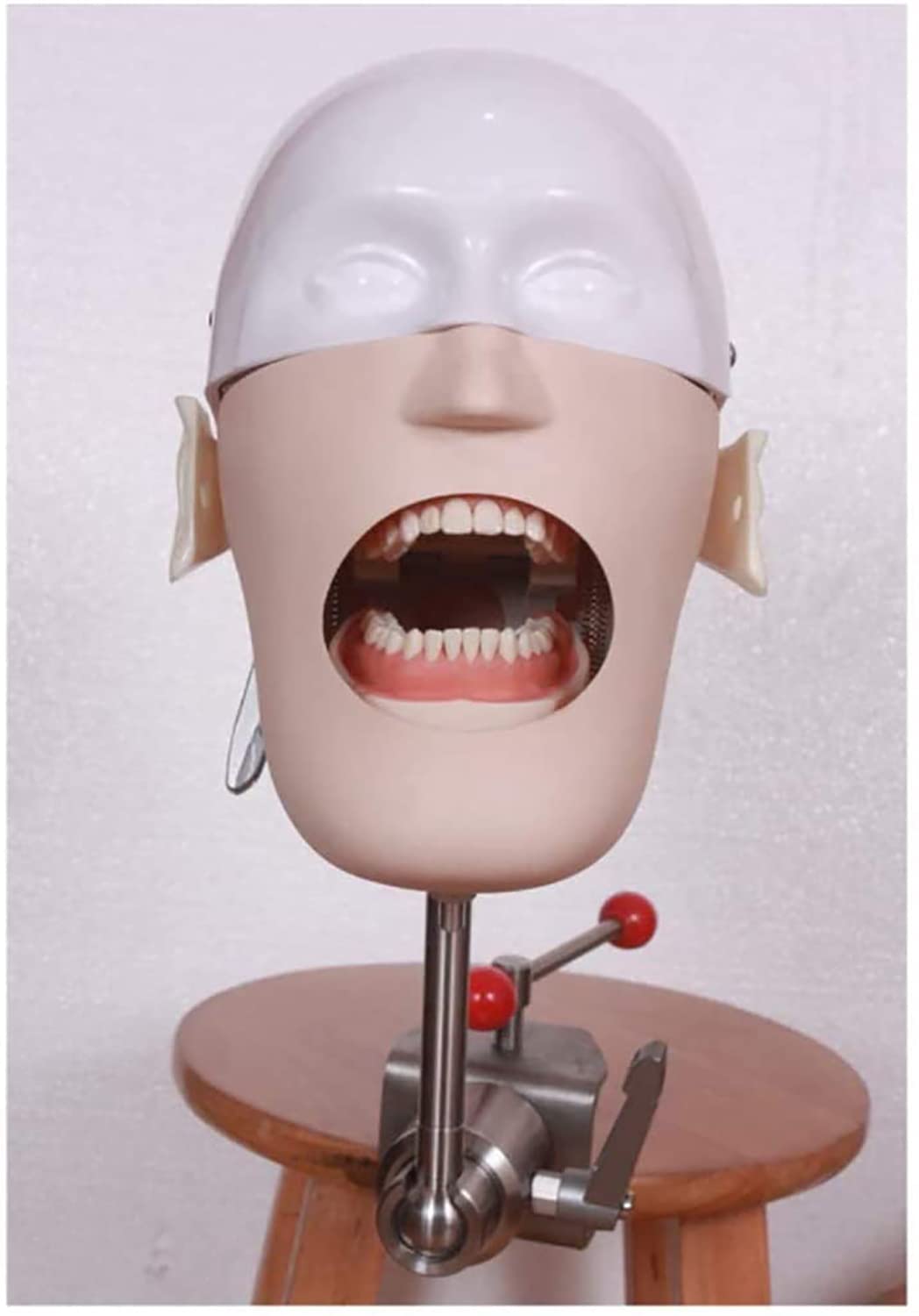 UWYTGF Teaching Model,Dental Phantom Head Dental Simulator Phantom Head Training Head Model for Training