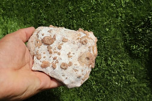 Image of Ammonites & Gastropods Plate Cretaceous Fossils Fossils from Morocco Fossil Rock ammonites Fossil from Morocco A199