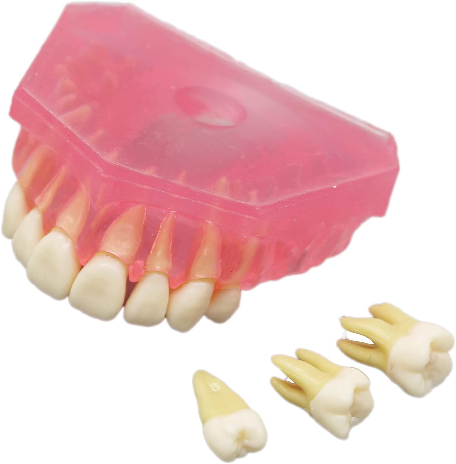 Dentalmall Dental Demonstration Teeth Model - Standard Study Teaching Dental Mode with All Removable Teeth #4004 Silica Gel Material Soft and Bendable Teeth Typodonts
