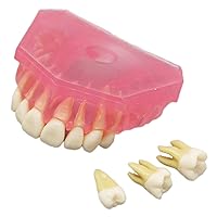 Vista 4 de Dental Demonstration Teeth Model - Standard Study Teaching Dental Mode with All Removable Teeth #4004 Silica Gel Material Soft and Bendable Teeth