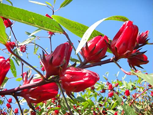 50+ Red Roselle (Hibiscus) Seeds - Hibiscus Sabdariffa, Sorrel, Organic Hibiscus, Hibiscus Seeds, Organic Roselle Plants