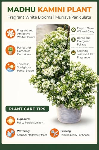 Image of Madhu Kamini Hybrid Live Plant | Kamini Plant (Murraya Paniculata) | Orange Jasmine Fragrant Flower Plant for Home Garden Indoor Outdoor
