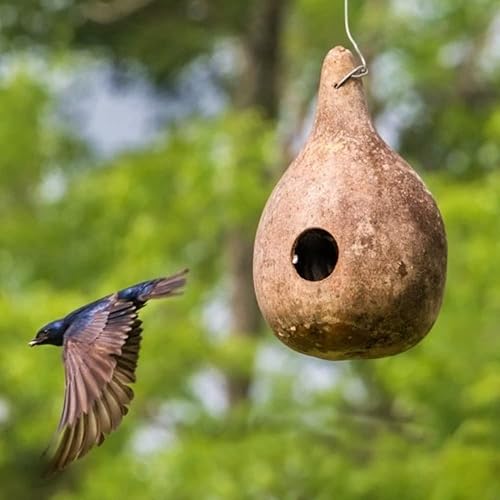 QAUZUY GARDEN 25 semillas gigantes de calabaza en botella (calabaza de cáscara duracalabash) semillas de vid Lagenaria Siceraria Calabaza