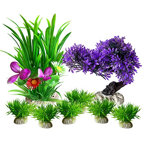 Top 10 Best Fish For Office Aquarium Reviews & Buying Guide Katynel