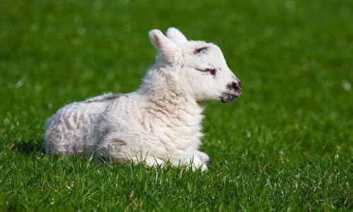 Animals sounds free
