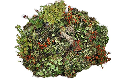 Tin Roof Treasure Live Lichen Assortment 4'x6' Bag for Terrariums and Fairy Gardens