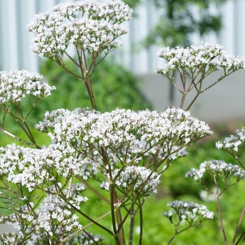 400 piezas Semillas de valeriana perenne plantas en macetas, semillas en camas elevadas Semillas de plantas de valeriana - Valeriana officinalis - Jardín interior resistente y resistente