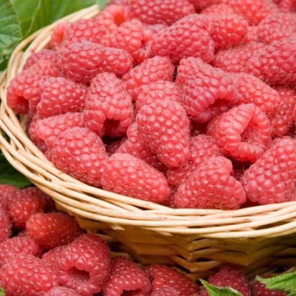 M-Tech Gardens Rare Raspberry " Tulameen " Exotic 50 Fruit Seeds for Growing (B0BPBK2GYW) Amazon Price History, Amazon Price Tracker