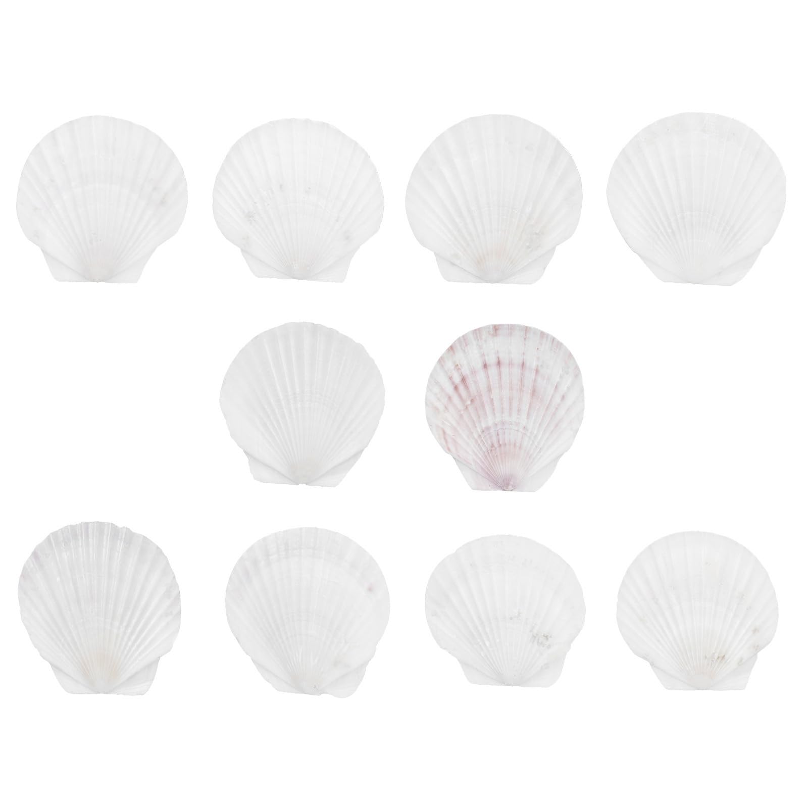 Conchas de vieira multiusos en forma de abanico para manualidades creativas y cocina