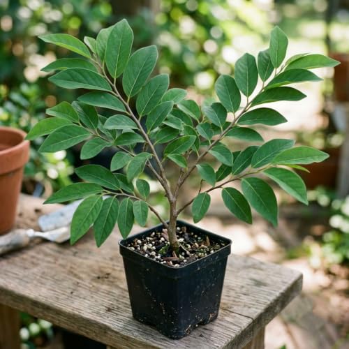 Image of Healthy Live Sareefa (Custard Apple /Sharifa) Fruit Plant - Sweet Variety Live Fruit Tree for Home, Garden & Balcony