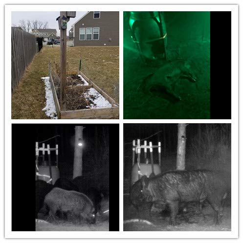 LILBEES Solar Green Hunting Feeder Lights with Motion Activated for Hog Pig Predator Coyote Varmint Deer Night Hunting(FL1-P2)(Pack of 2)