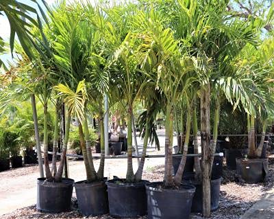 HERBALISM Adonidia merrillii Christmas Palm Plant