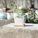Greenaholics Succulent Plant Pots - 3.54 Inch Small Ceramic Square Planter Containers for Flowers or Cactus with Drainage Hole and Bamboo Tray - White Set of 3