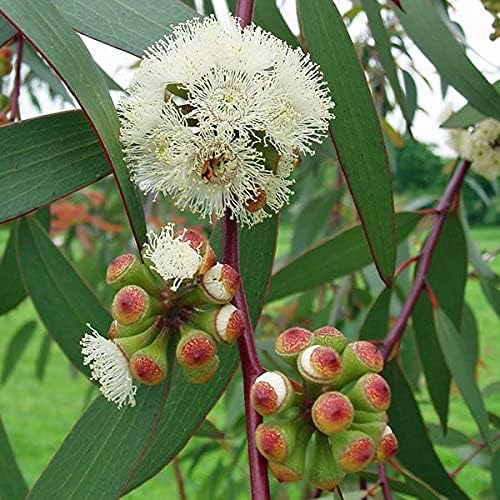 Healthy Vibe Eucalyptus White/Safeda White Gum Eucalyptus alba Plant Medicinal Plant Herbal Plants For Terrace Garden (Healthy Plant)- (Pack of 5) (B0D9Q7DTP1) Amazon Price History, Amazon Price Tracker