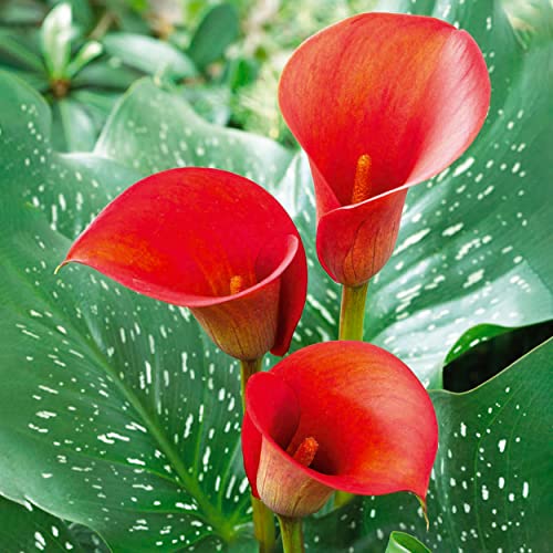 Garden State Bulb Red Alert Calla Lily Flower Bulbs 12/14cm Spring Planting (Bag of 5)