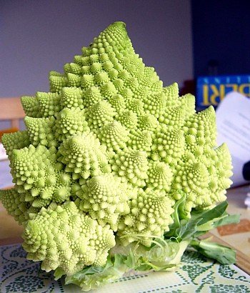 Nooelec Seeds India E Garden Broccoli Romanesco 50 Seeds Eco Pack - Rare & Unique (B00NCECK0O) Amazon Price History, Amazon Price Tracker