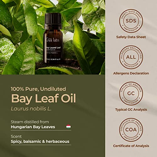 Gya Labs Bay Leaf Essential Oil For Diffuser - Oil Bay For Hair - Bay Laurel Essential Oil - Bay Leaf Essential Oils Are Spicy, Herbaceous Scent (0.34 Fl Oz) #TOP5