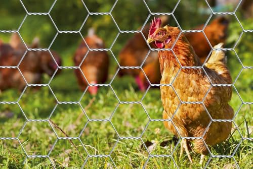 Alberts 614102 Sechseckgeflecht | verschiedene Längen und Höhen - wahlweise in verschiedenen Farben | verzinkt | Maschung 13 mm | Höhe 50 cm | Länge 10 m