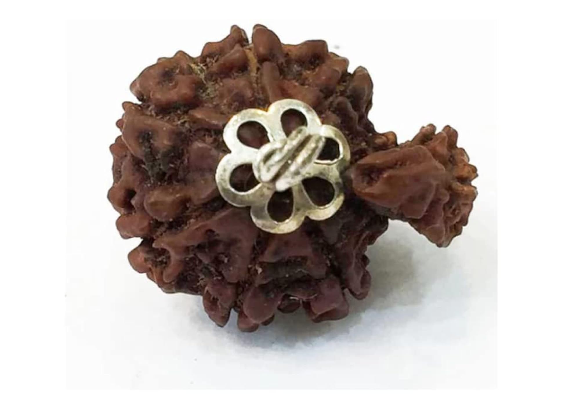 Garbh Gauri Rudraksha Original Certified Beads