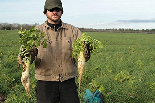 Forage Radish (1 Lb) #TOP2