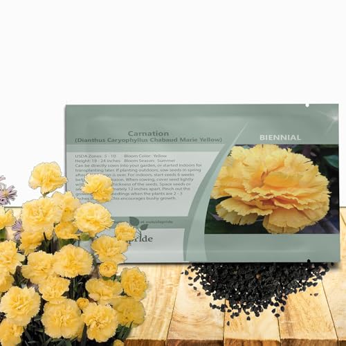 Outsidepride Yellow Carnation Seeds - 1000 Pcs Biennial, Easy to Grow Flower Seeds for Planting with Fragrant Blooms, Ideal for Pollinators, Cutting Gardens, Bouquets, & Floral Arrangements