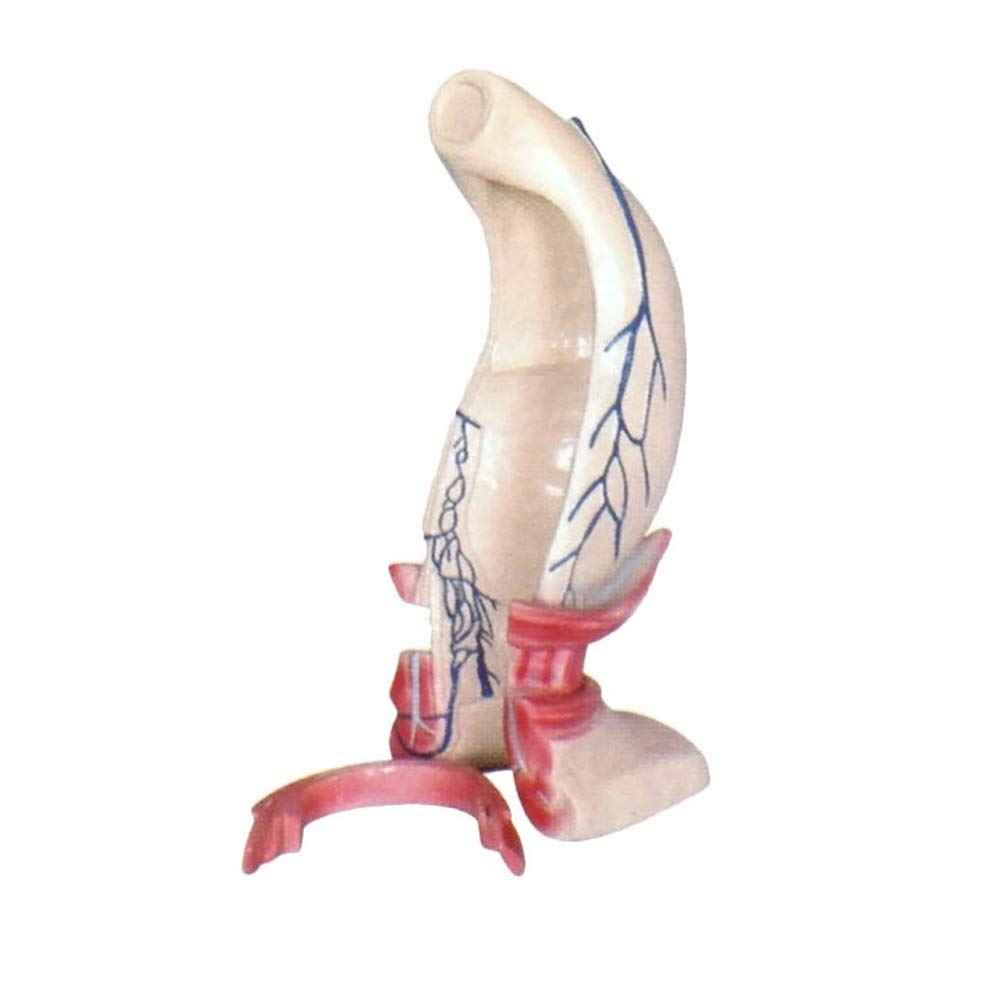 Sjdopulse Rectum Anatomy Magnified Model - Medical Anatomical Rectal And Anal Canal Straight Ring And Venous Channel Model - Pvc Material - For Medical Educational Training Aid
