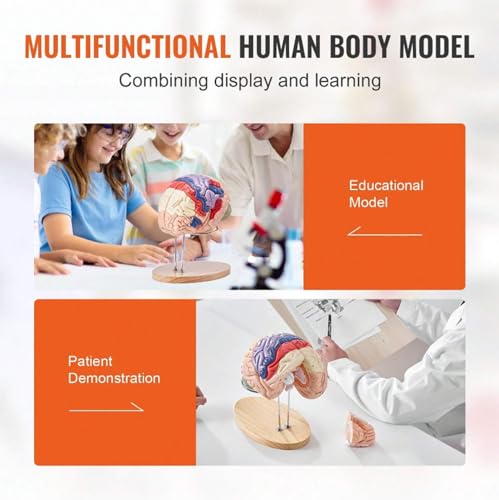 Image of Brain Model Anatomy 2X Life-Size 4-Part Detachable Human Brain Anatomical Model with Labels and Display Base, Color-Coded