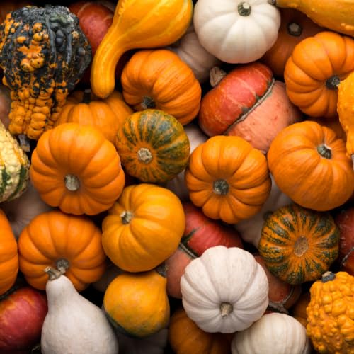 Quast Meerrettich Frische Zierkürbisse | Herbstdeko | Deko-Naturkürbisse | Verschiedene Sorten, Größen und Farben (1 Kiste (5-7 Stück))