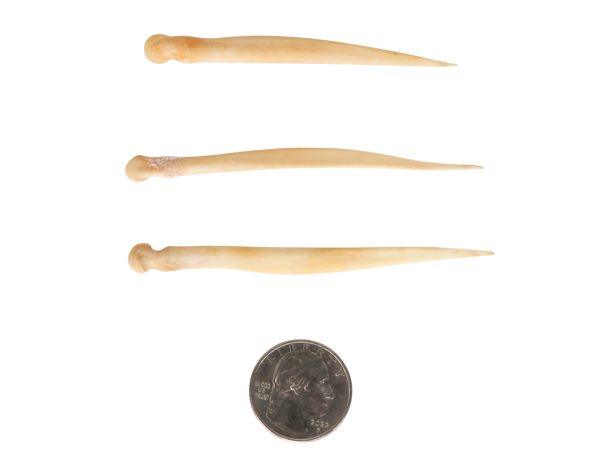 Three Assorted Real Deer Needle Bones