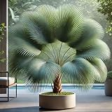 22Day Seeds: Seeds Washingtonia Nicanora Palm/Indoor/Perennial Tree