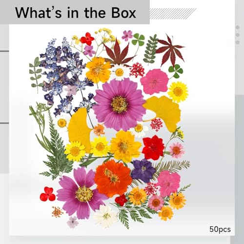 50 Flores y Hojas Secas Naturales para Manualidades miniatura 5