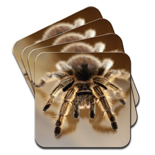 Close-up of a Tarantula Spider Set of 4 Coasters