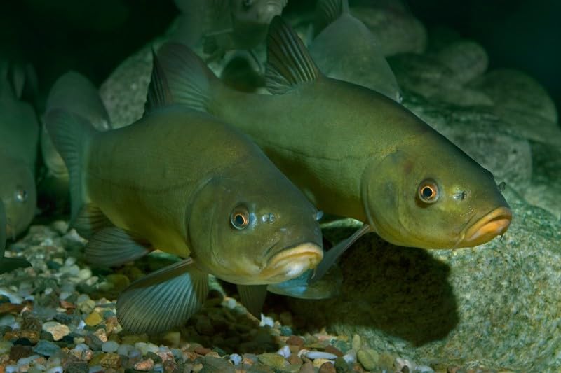 2,95 €/kg - 20 kg Boilie Intensiv 1,5 mm | sinkendes Groundbait geeignet als Grundköder oder zur Feeder Montage