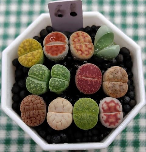 ʃJtZbg Ag[vX RmtBc c