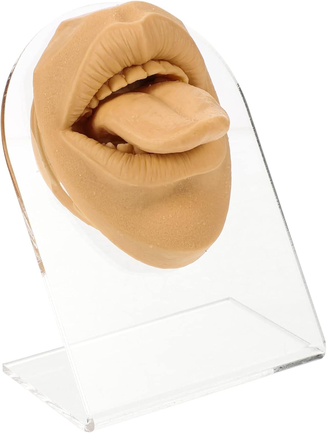 CONGRUI 1Set Face Model for Body Piercing Practice of Mouth and Tongue Simulation Display with Stand Lightweight Durable