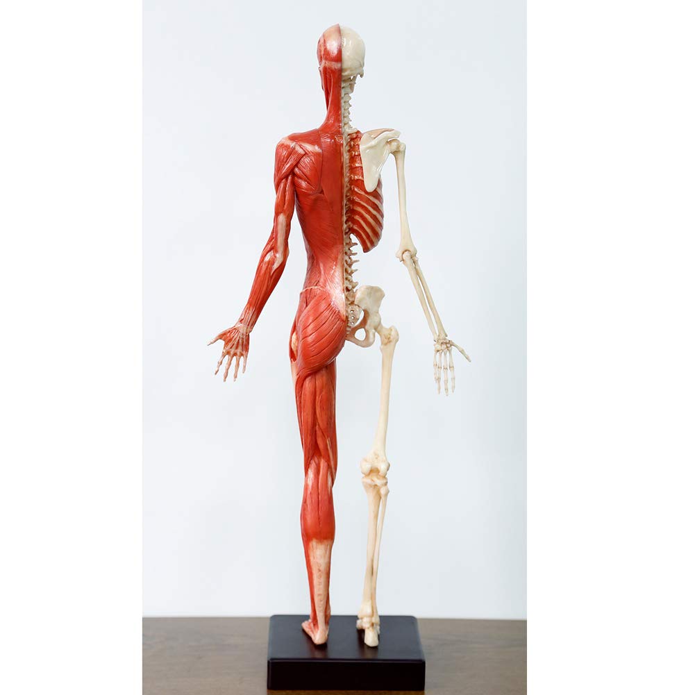 Model anatomiczny kobiecego mięśnia, kości i skóry Ecorché, model anatomiczny ludzkiego szkieletu mięśniowego, materiał