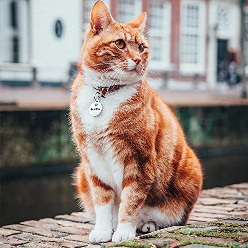 Pet Notify Intellitag - Smart Pet ID Tag Recovery System for Cats - Personalized Stainless Steel Tag Engraved with Pet Name and Digital ID - Web Enabled Pet Vault App - Small Cat Tag - Thumbnail 7