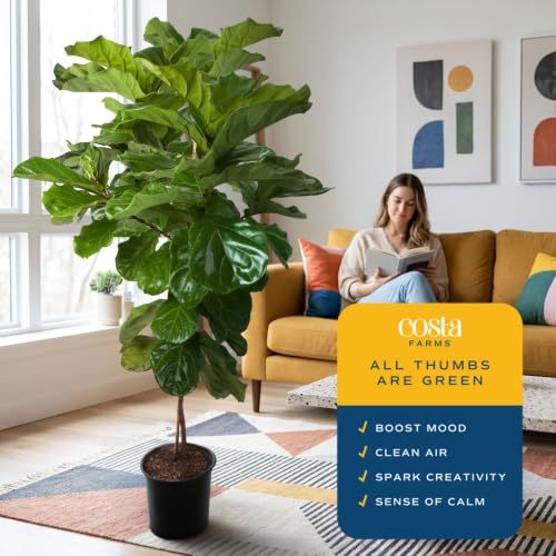 Image of Costa Farms Fiddle Leaf Fig Tree Live Plant in Plastic Pot, Large Indoor Houseplant, Perfect for Home, Room, or Office Decor, Great House Warming or Birthday Gift, 5-6 Feet Tall