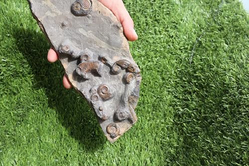 Image of Ammonite Fossil Natural Platyclymenia & Goniatites Plate Fossil Devonian Fossil from Morocco Rare Fossil Ammonite Fossil A58