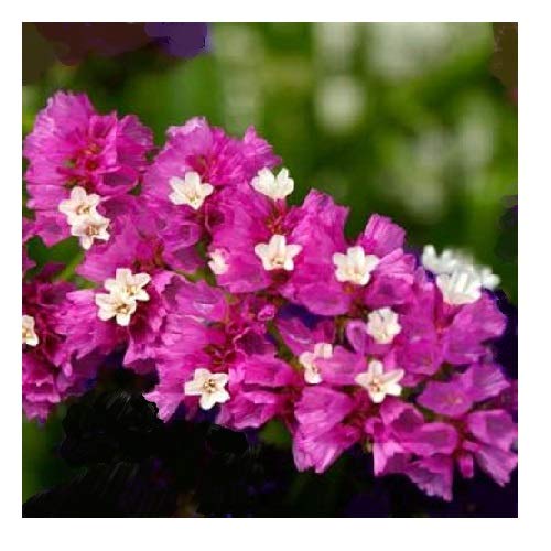 Limonium sinuatum 'Rose' / Statice or Sea Lavender/Border, Cut and Flower/Seeds