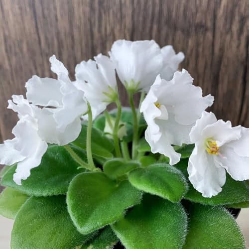 Semi di violetta africana - esotiche resistenti da balcone giardino vecchie varietà vecchie 800pcs