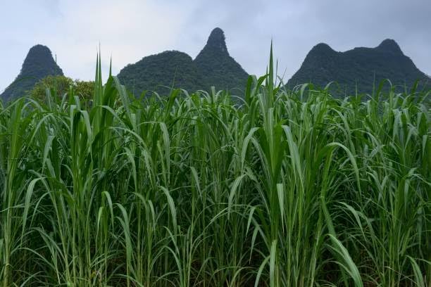 Image of Super Napier Grass Seeds Hybrid Multicut Fast Growth Green Grass Hari Ghaas Beej Pack of 1000 pic