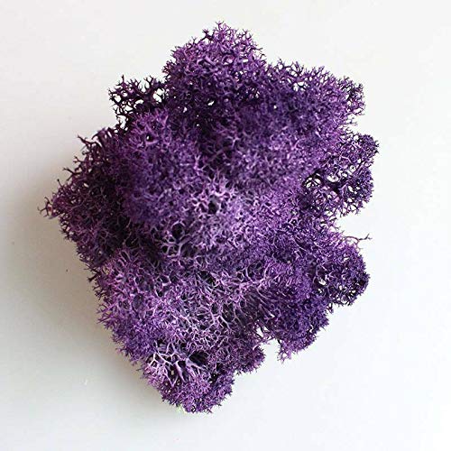 EliteKoopers Natural Reindeer Moss For Preserved Dried Craft Flower Home Decor Item