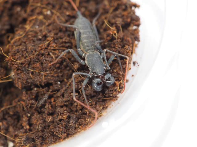 Amazon | 【生体】アマミサソリモドキ S 1匹 from SCRATCH（サソリ