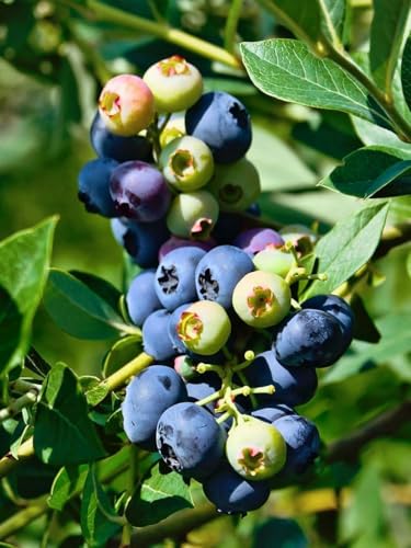 Image of Variegated Blueberry Fruit Plant - High-Yield Live Plant in Pot - Fast-Growing, Non-GMO Berry Bush - Sweet Antioxidant-Rich Blueberries - Ideal for Balcony Terrace or Garden